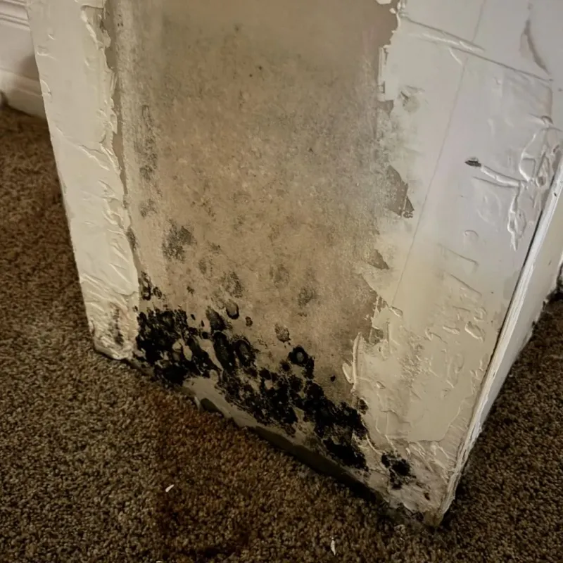 Professional Mold Removal in Flat Rock, MI